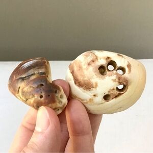 2 Seashell Holey Shell Fragments Surf Tumbled Swirly Colors Crafts Beach Decor